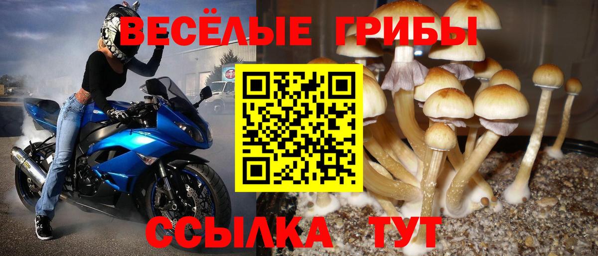 Псилоцибиновые грибы Psilocybe Чехов